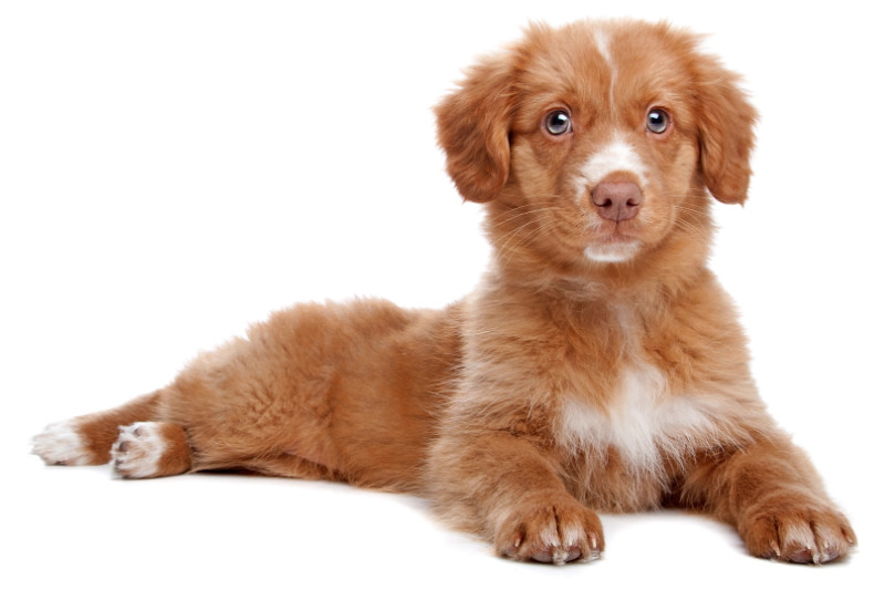 Nova Scotia Duck Tolling Retriever Welpe