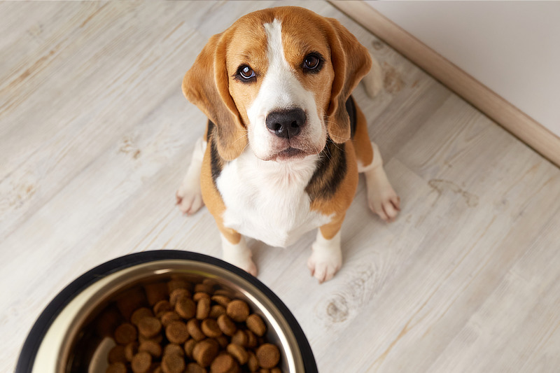 Royal Canin Hundefutter - Königliches Fressen für Fellnasen