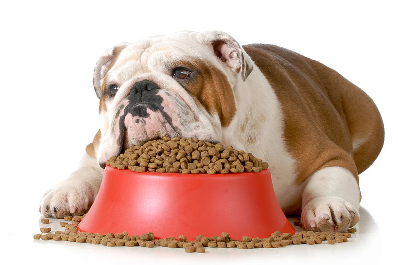 Übergewicht bei Hunden sollte unbedingt vermieden werden