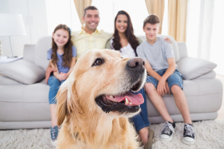 Hundehaltung bedeutet Verantwortung übernehmen ein Hundeleben lang