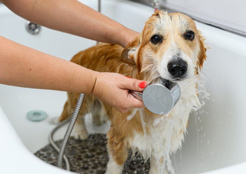 Hunde sollten nicht zu oft gebadet werden