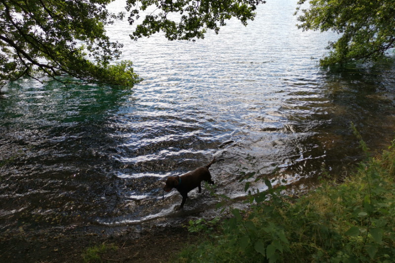 Wasserspaß mit Hund (Dauner Maare)