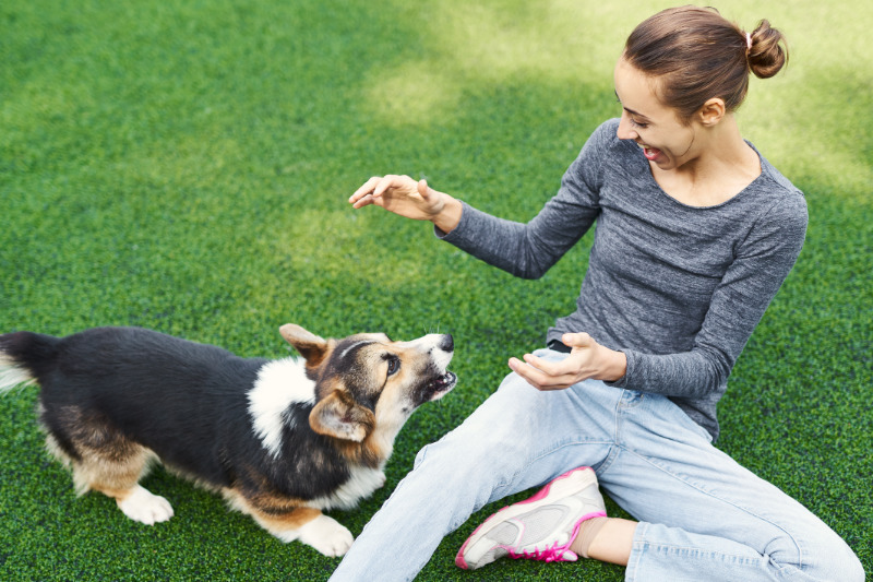 Gemeinsame Aktivitäten fördern die Bindung zwischen Hund und Mensch