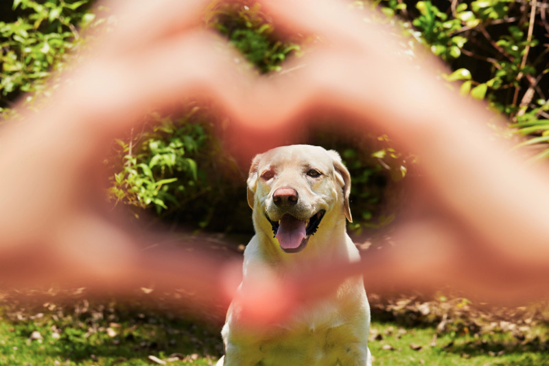 Hunde sind Familienmitglieder