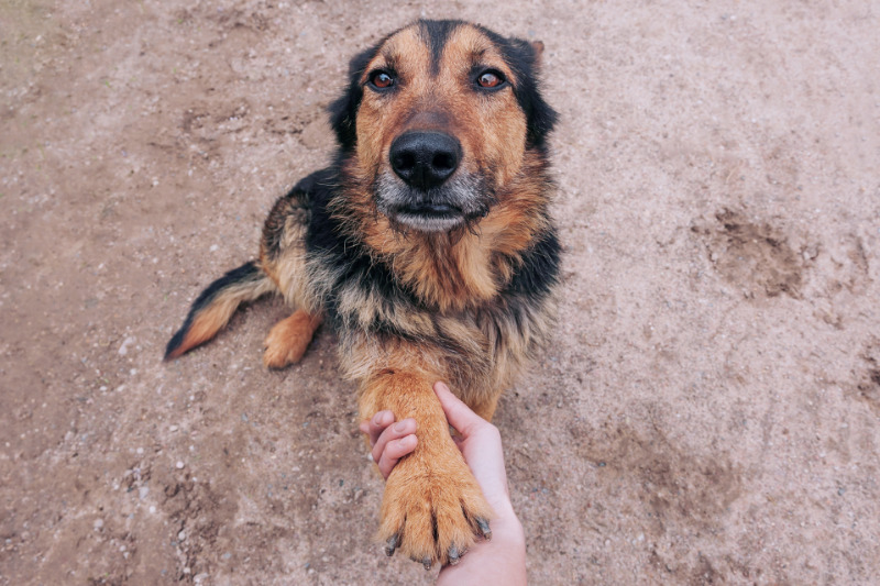 Hunde und Menschen haben eine besondere Beziehung