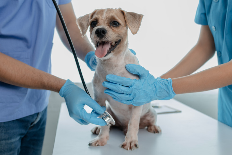 Welche Faktoren müssen bei der Wahl der richtigen Krankenversicherung für Tiere beachtet werden?