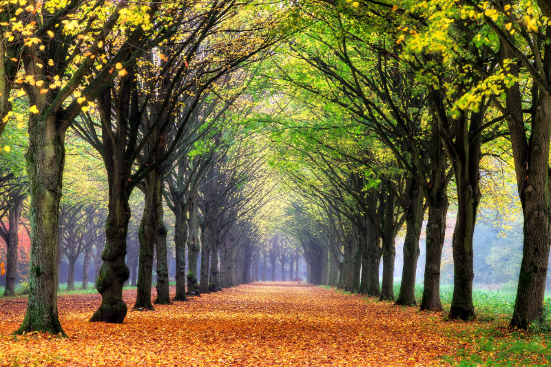 Amsterdamse Bos mit Hund