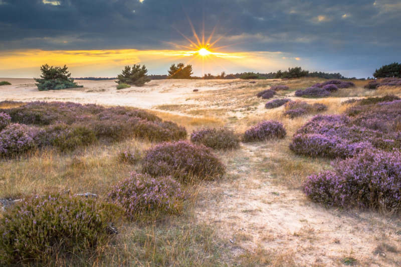 De Veluwe mit Hund