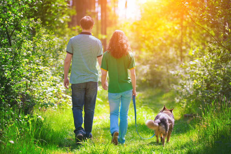 Die schönsten hundefreundlichen Wälder in den Niederlanden