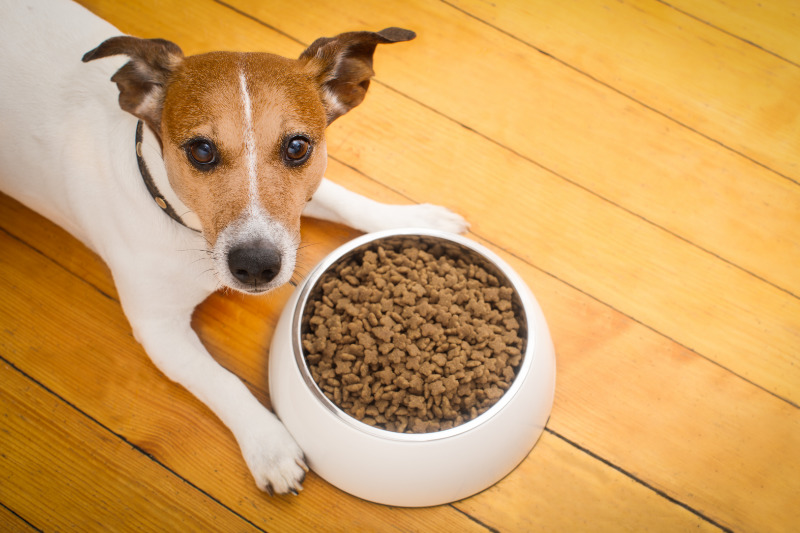 Trockenfutter ist bequem aber nicht optimal für Hunde