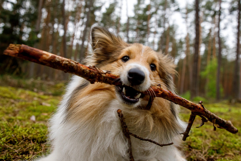 Waldspaziergang mit Hund