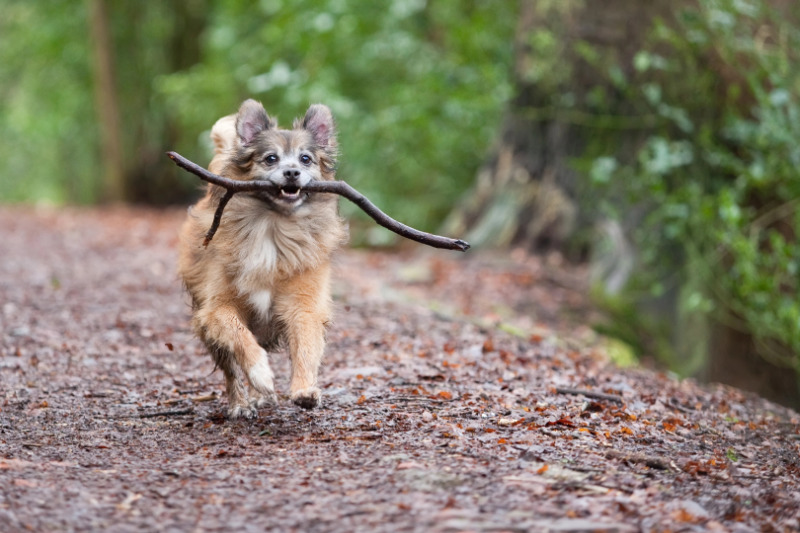 Wanderungen im Wald machen Hund und Mensch Spaß