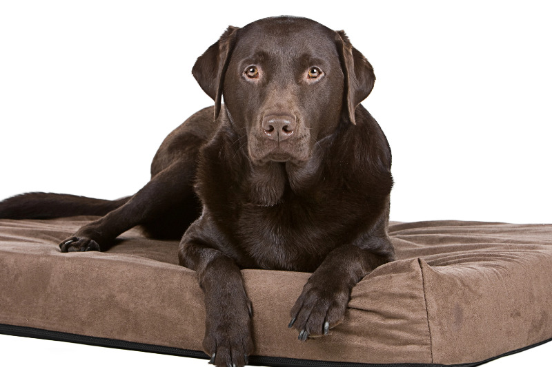 Das passende Hundebett für den erholsamen Hundeschlaf