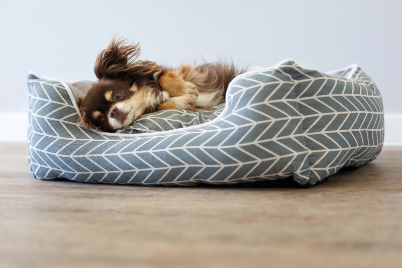 Der richtige Ort für das Hundebett ist wichtig