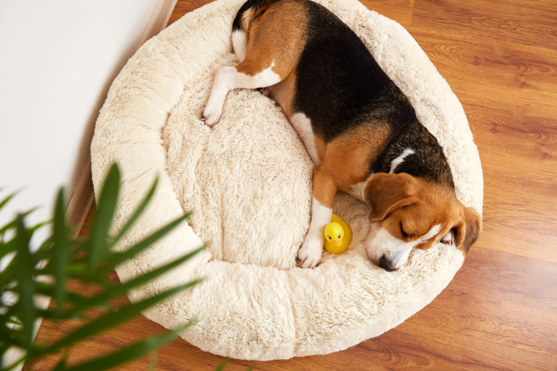 Worauf Du beim Hundebett achten solltest