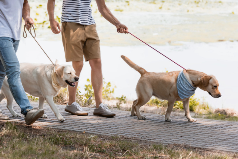 Auf heißem Boden kann sich Dein Hund leicht die Pfoten verbrennen