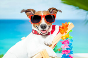 Mit diesen Tipps kannst Du den Sommer mit Hund genießen
