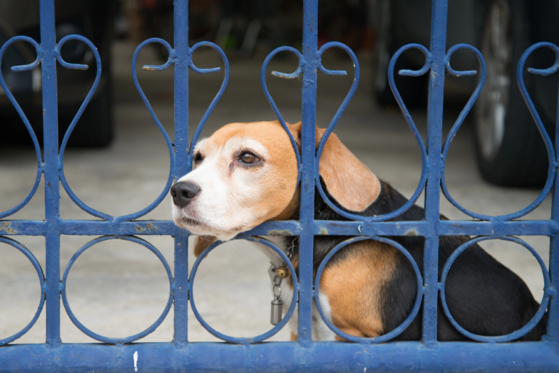 Bei der Planung des Hundezauns gibt es einiges zu beachten