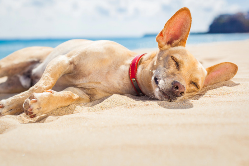 Es gibt vier Möglichkeiten, im Urlaub zu barfen
