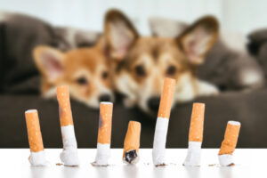 Hunde im Raucherhaushalt: Ist Passivrauchen für Hunde schädlich?