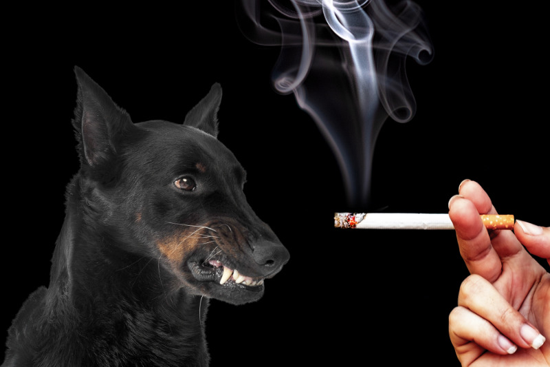 Ist Passivrauchen für Hunde schädlich?