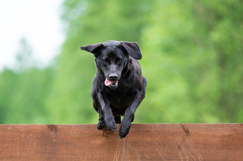 Ist der Zaun zu niedrig kann ein Hund drüber springen