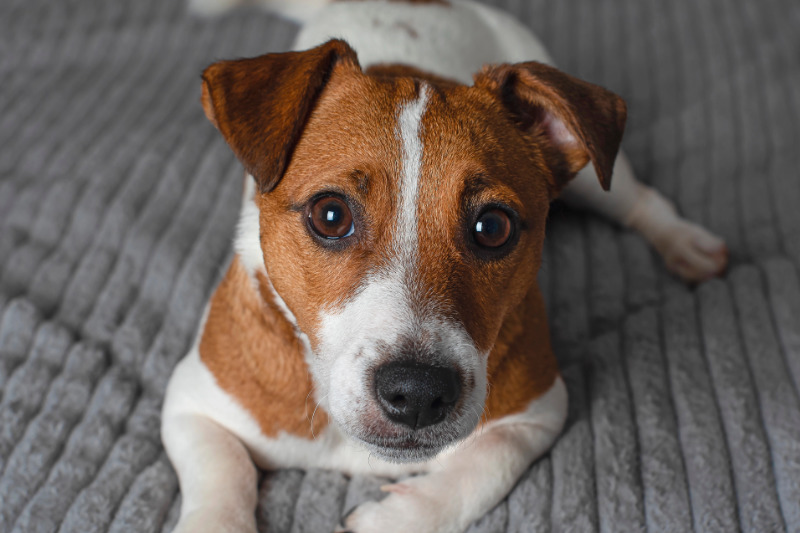 Der Jack Russell Terrier im Rasseporträt