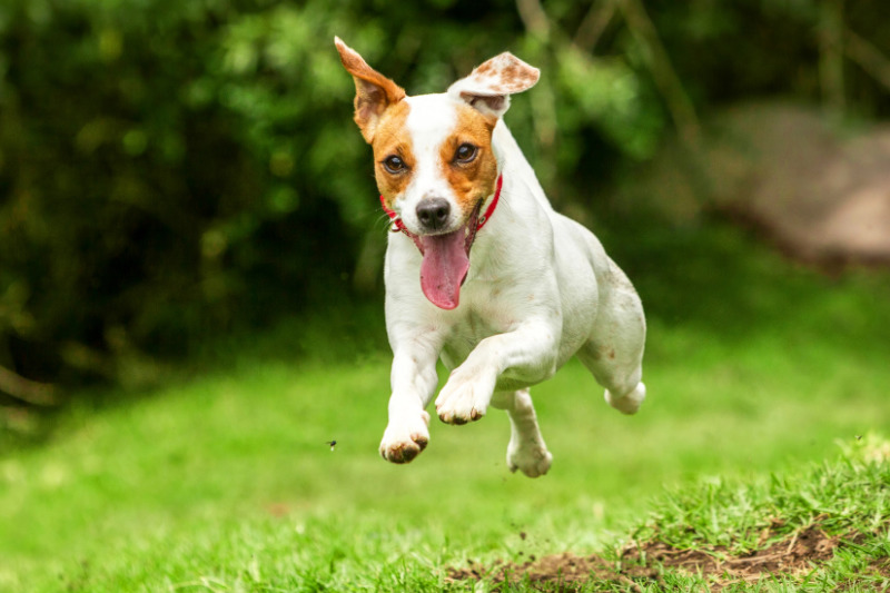 Der Jack Russell ist ein sehr aktiver Hund