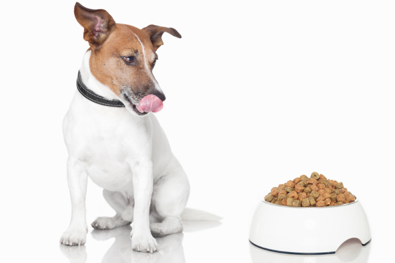Die richtige Ernährung ist wichtig für den Jack Russel Terrier