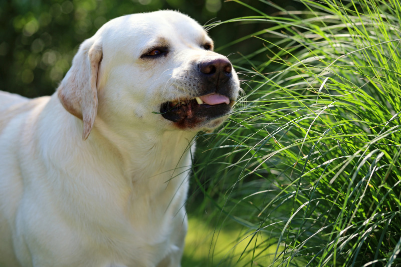 Gras fressen kann auf Magenbeschwerden hindeuten