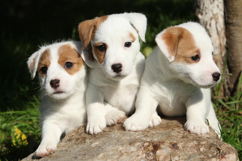 Was kostet ein Jack Russell Terrier Welpe?