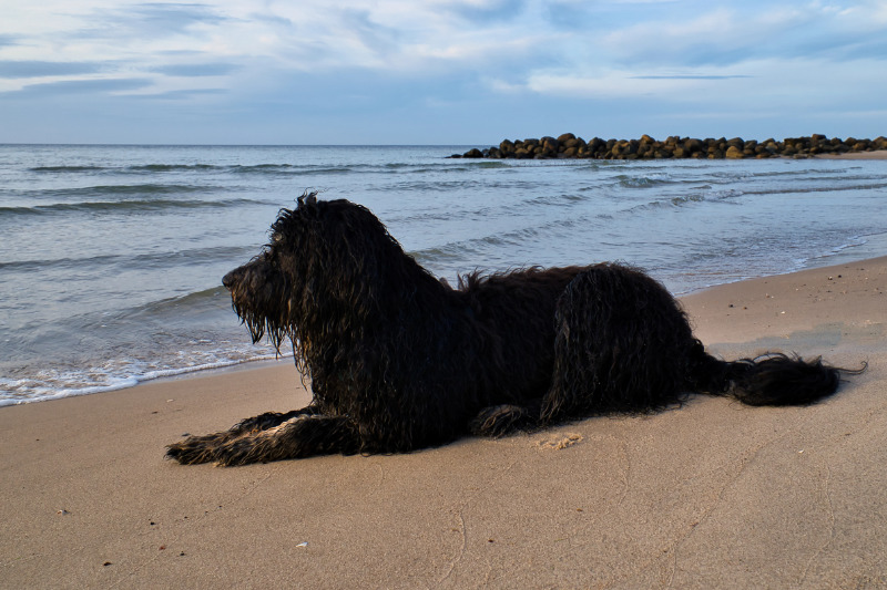 Dänische Strände bieten hervorragende Bedingungen für Aufenthalte mit Hund