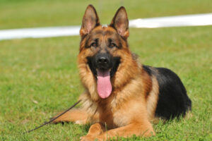 Der Deutsche Schäferhund im Rasseporträt