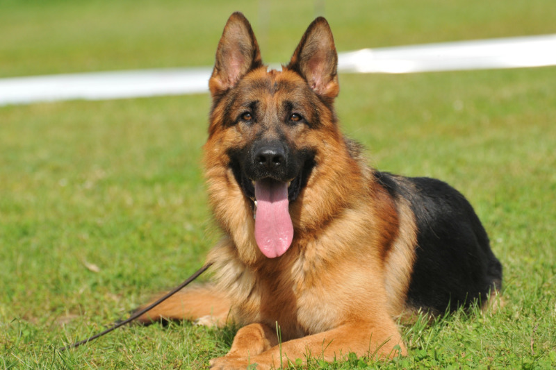 Der Deutsche Schäferhund im Rasseporträt