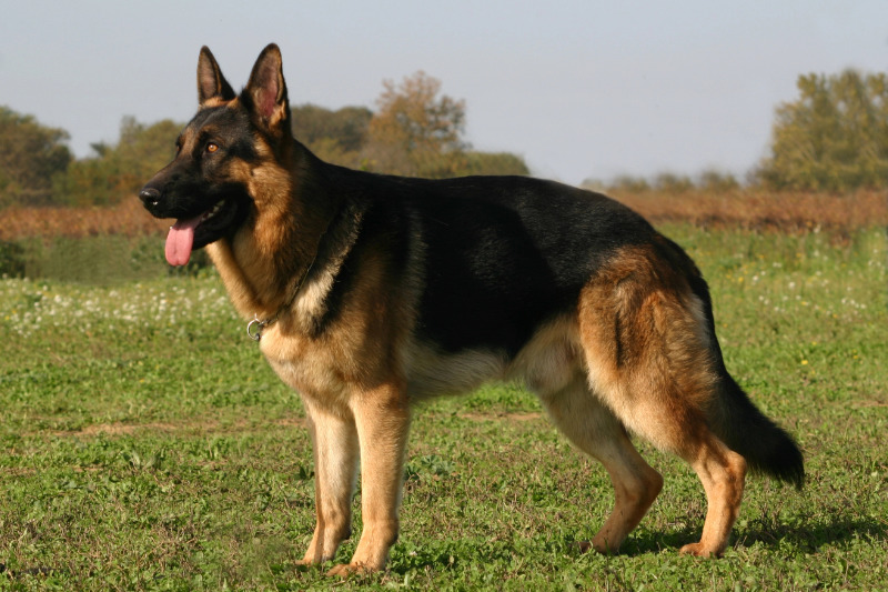 Deutscher Schäferhund
