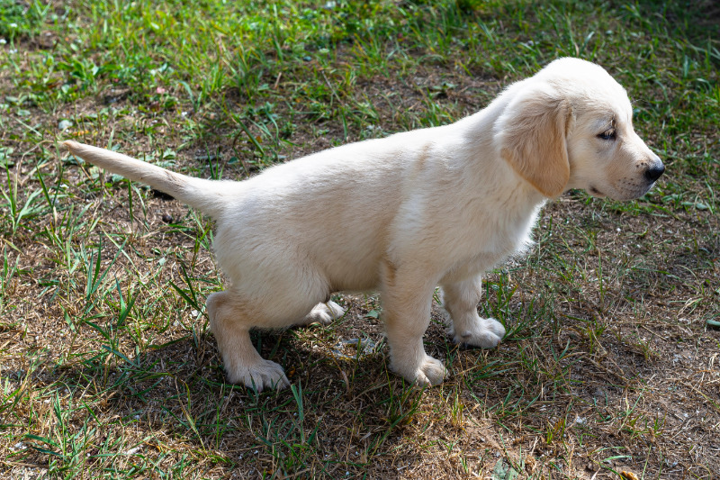 Ein fester Lösungsplatz erleichtert das Training des Welpen erheblich