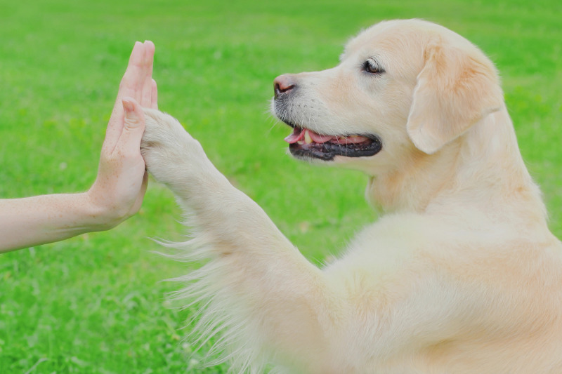 Gut vorbereitet kann die Reise mit Hund losgehen