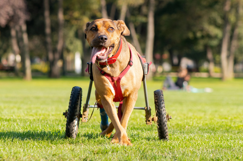 Hunde-Rollstuhl im Einsatz - Aktiv unterwegs auf der Wiese trotz Mobilitätseinschränkung