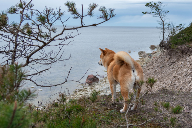 Küstenwanderungen zählen zu den beliebtesten Aktivitäten mit Hund in Dänemark
