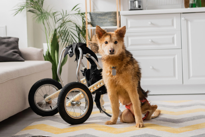 Moderne Mobilitätshilfen für Hunde