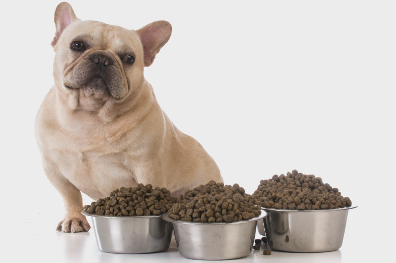 Überfütterung macht krank und verschwendet Geld