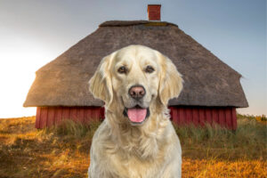Urlaub mit Hund in Dänemark