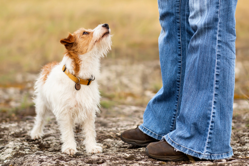 Welpen stubenrein bekommen durch Konsequenz und Geduld