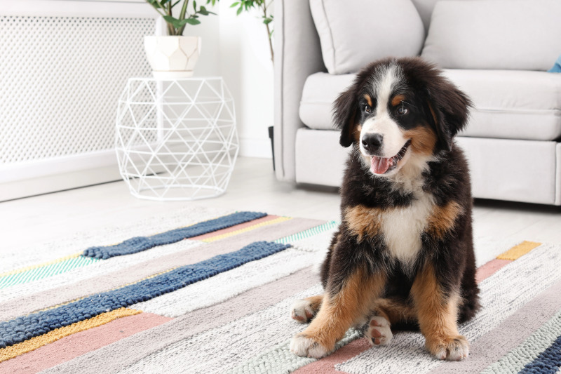 Welpen stubenrein bekommen erfolgreich gemeistert