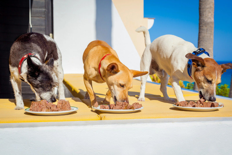 Wie Du echte Qualität im Hundefutter erkennst