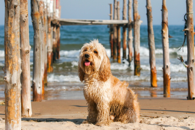 Die Niederlande sind praktisch und hundefreundlich