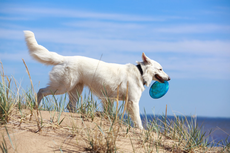 Ein entspannter Urlaub mit dem Hund an der niederländischen Küste