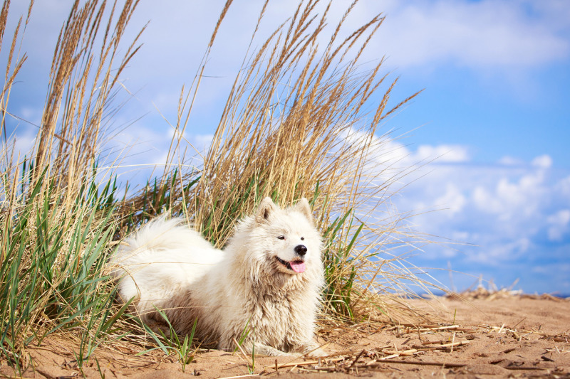 Urlaub mit Hund an der niederländischen Küste