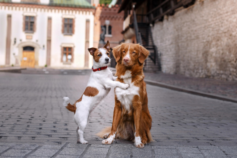 Ein häufiger Fehler bei Städtereisen mit Hund ist ein zu straffes Programm