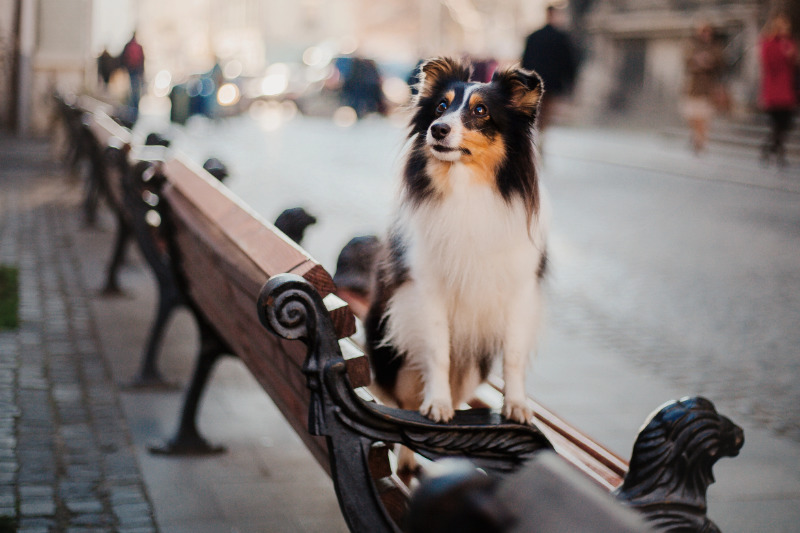 Städtereisen mit Hund - Was bei der Planung wirklich wichtig ist